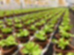 Totally zero pesticides