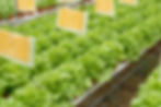 Deli Fresh Tecnoponics system