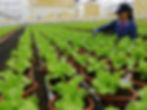 Handpicked for the highest quality